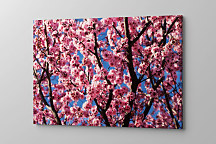 Obraz Ružové kvety na konároch stromu 1366